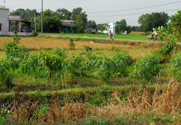 Tiền sử dụng đất gấp hai lần giá quy định